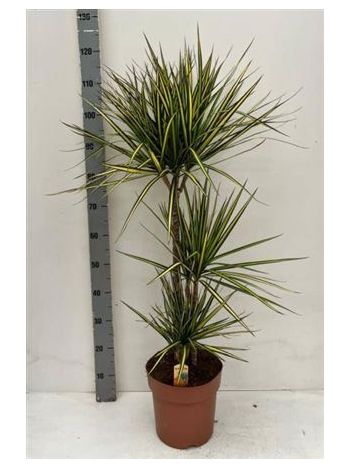 Dracaena_MARG_SUNRAY_3_ToRZSES Dracaena MARG SUNRAY 3 TÖRZSES