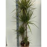Dracaena MARG SUNRAY 4 TÖRZSES