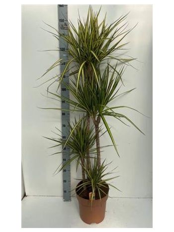 Dracaena_MARG_SUNRAY_4_ToRZSES Dracaena MARG SUNRAY 4 TÖRZSES