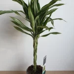 DRACaena REFLEXA FONOTT TÖRZSES