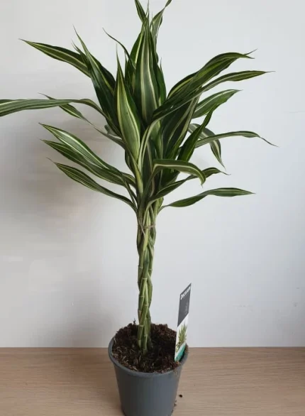 DRACaena REFLEXA FONOTT TÖRZSES