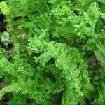 Dryopteris affinis Crispa - Pelyvás pajzsika