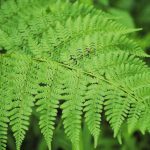 Dryopteris carthusiana