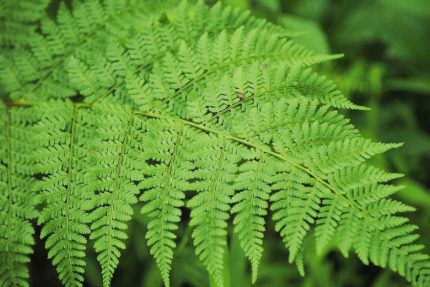 Dryopteris carthusiana