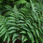 Dryopteris championii
