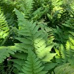 Dryopteris coreano-montana