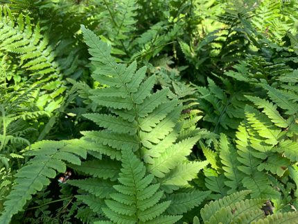 Dryopteris coreano-montana