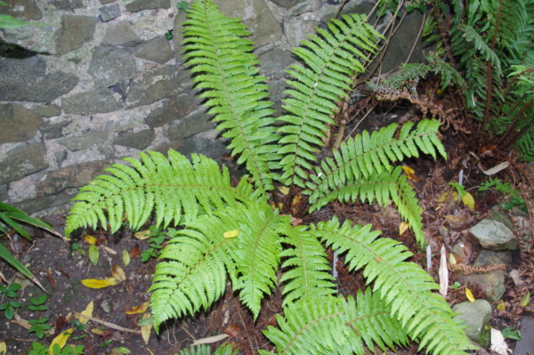Dryopteris crassirhizoma Dryopteris crassirhizoma