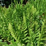 Dryopteris filix-mas 'Barnesii'