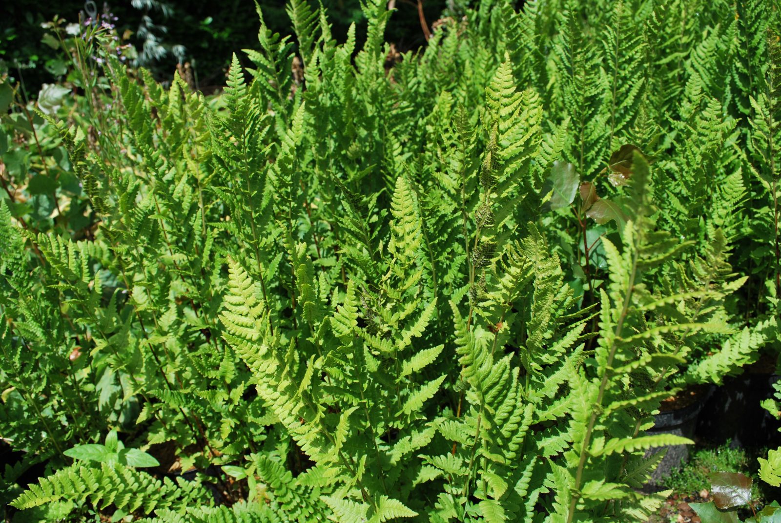 Dryopteris_filix-mas_Barnesii Dryopteris filix-mas 'Barnesii'