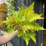 Dryopters erythrosora var. prolifica