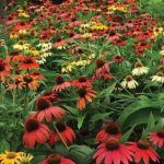 Echinacea hybrida 'Cheyenne Spirit' (Kasvirág)