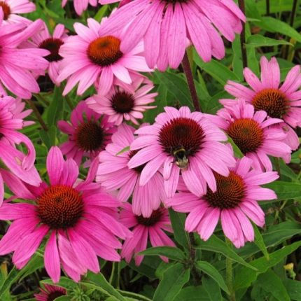 Echinacea purpurea 'Bright Rose' (Bíbor kasvirág)
