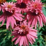 Echinacea purpurea 'Doubledecker' (Bíbor kasvirág)