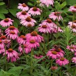 Echinacea purpurea 'Magnus' (Bíbor kasvirág)
