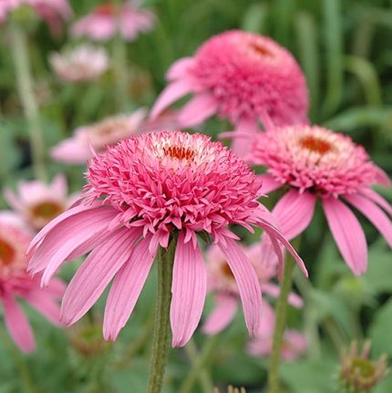 Echinacea purpurea 'Pink Double Delight' (Bíbor kasvirág)