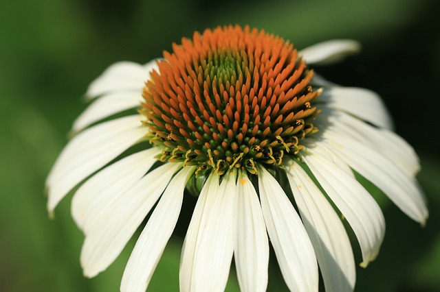 Echinacea_purpurea_Praerie_Splendor_Alba_Bibor_kasvirag_-_15_centis_cserepben Echinacea purpurea 'Praerie Splendor Alba' (Bíbor kasvirág)