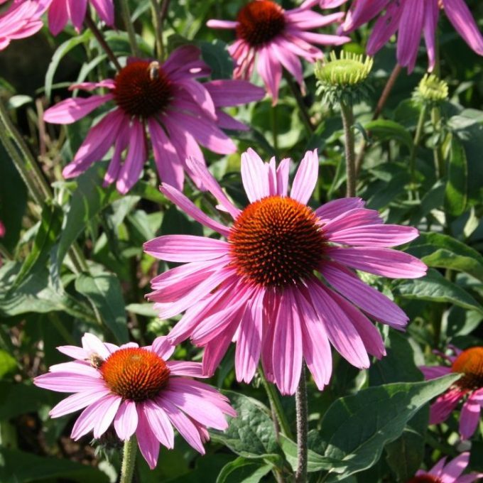 Echinacea_purpurea_Praerie_Splendor__Deep_Rose_Bibor_kasvirag_-_15_centis_cserepben Echinacea purpurea ' Praerie Splendor Deep Rose' (Bíbor kasvirág)