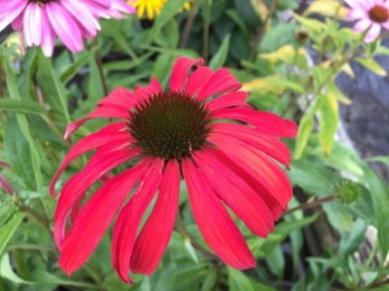 Echinacea purpurea 'Tomato Soup' (Bíbor kasvirág)