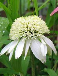 Echinacea purpurea 'White Double Delight' (Bíbor kasvirág)