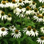Echinacea purpurea 'White Swan' (Bíbor kasvirág)