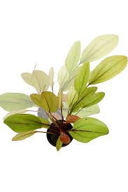 Echinodorus ipica akváriumi növény