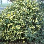 Elaeagnus pungens 'Maculata' - Széleslevelű tarka ezüstfa