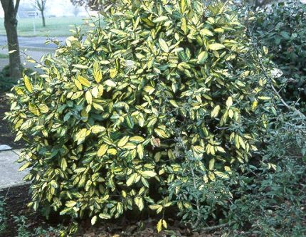 Elaeagnus pungens 'Maculata' - Széleslevelű tarka ezüstfa