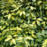 Eleagnus ebbingei - Széleslevelű ezüstfa