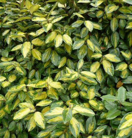 Eleagnus ebbingei - Széleslevelű ezüstfa