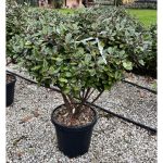 Eleagnus ebbingei 'Compacta' - Törpe széleslevelű ezüstfa