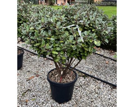 Eleagnus ebbingei 'Compacta' - Törpe széleslevelű ezüstfa