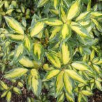 Eleagnus ebbingei 'Limelight' - Széleslevelű tarka ezüstfa