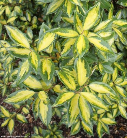 Eleagnus ebbingei 'Limelight' - Széleslevelű tarka ezüstfa