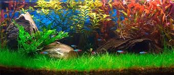 Eleocharis acicularis akváriumi növény