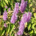 Elsholtzia stauntonii -