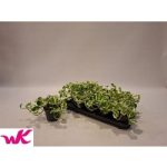 Epiprenum AUREUM NJOY