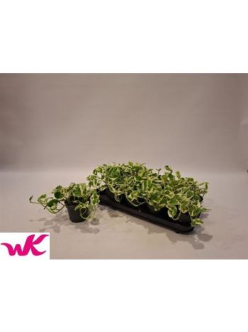 Epiprenum AUREUM NJOY