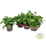 Epiprenum GLOBAL GREEN