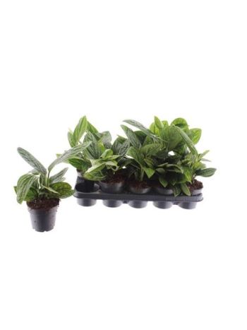 Epiprenum MARBLE PLANET