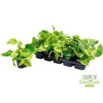 Epiprenum MARBLE QUEEN