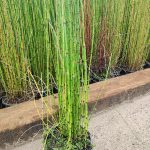 Equisetum japonicum japán zsurló 9x9- es cserépben