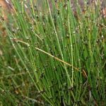 Equisetum scirpoides - Törpe zsurló - kerti tavi növény