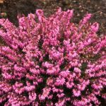 Erica carnea 'Atrorubra' (Alpesi hanga)
