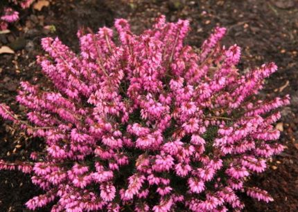 Erica carnea 'Atrorubra' (Alpesi hanga)