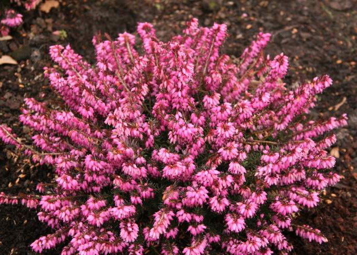 Erica_carnea_Atrorubra_Alpesi_hanga_-_13_centis_cserepben Erica carnea 'Atrorubra' (Alpesi hanga)