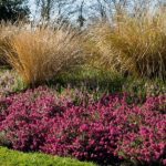 Erica carnea 'Challenger' (Alpesi hanga)