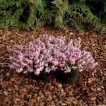 Erica carnea 'Rosalie' (Alpesi hanga)