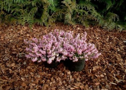 Erica carnea 'Rosalie' (Alpesi hanga)