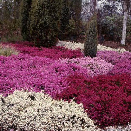 Erica carnea 'Wintersonne' (Alpesi hanga)